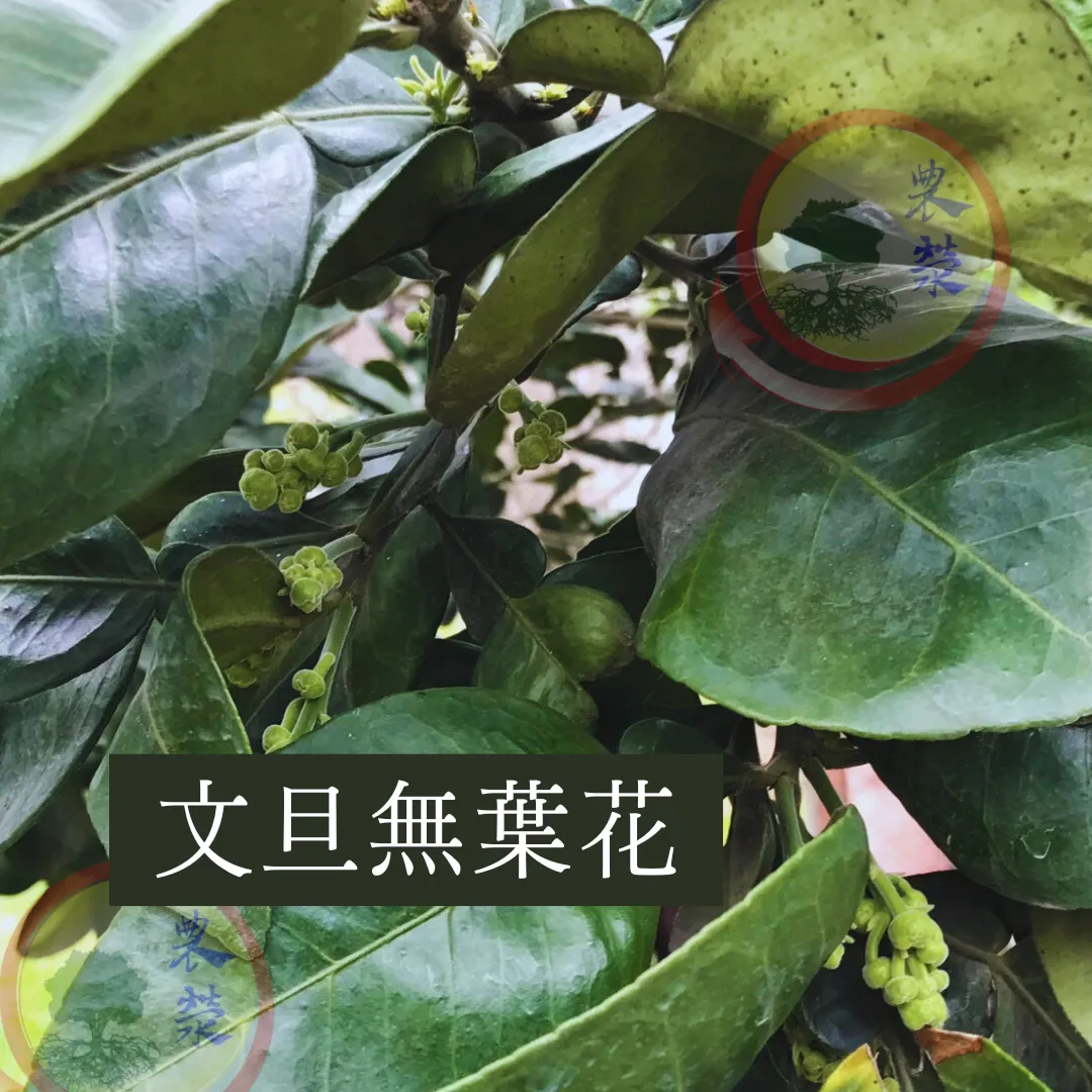 2025年文旦花芽管理攻略