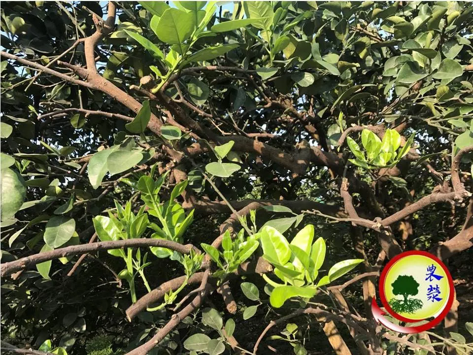 2019年文旦樹回剪較重,長葉不長花
