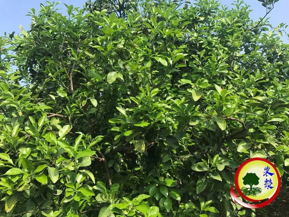 2019年淺談暖冬文旦花芽管理之策略