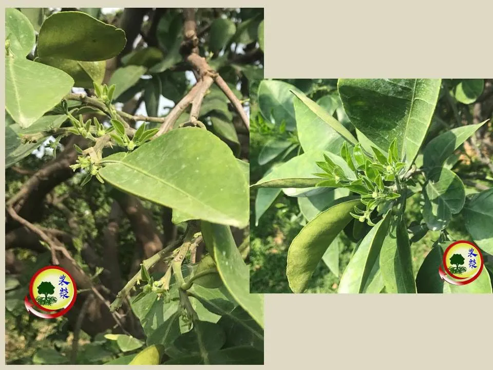 2019文旦樹,使用農滎催花套組後,一星期後穩定來花量