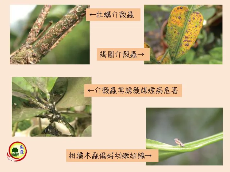 文旦柚常見病蟲害及防治方式簡介