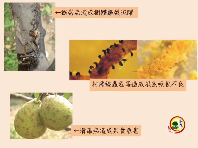 文旦柚常見病蟲害及防治方式簡介