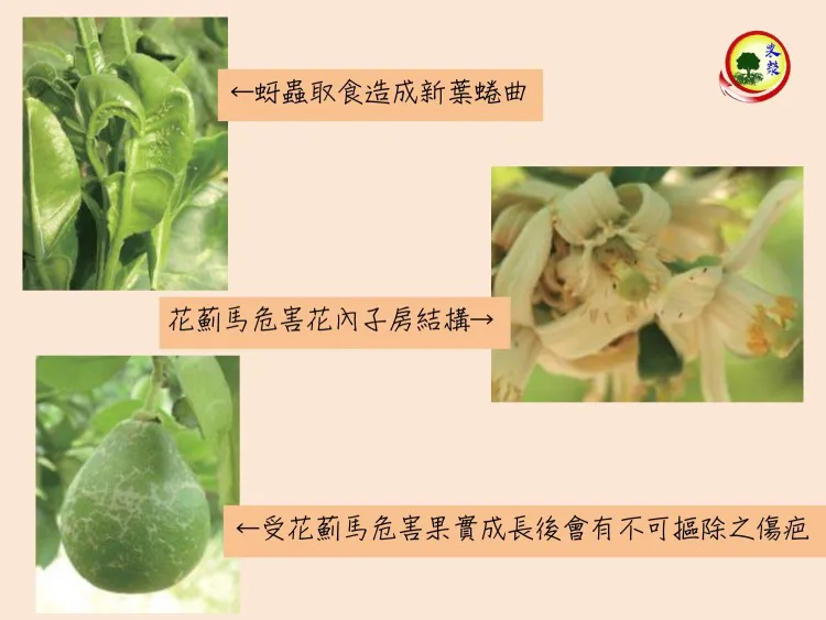 文旦柚常見病蟲害及防治方式簡介