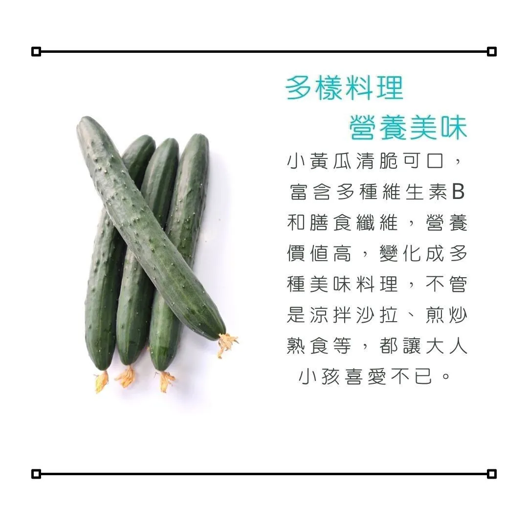 產銷履歷小黃瓜