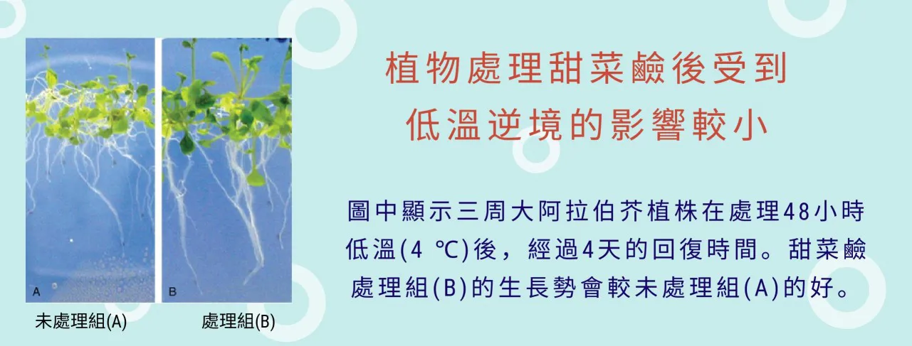 甜菜鹼提升作物抵抗低溫逆境的能力