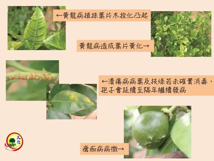 文旦柚常見病蟲害及防治方式簡介
