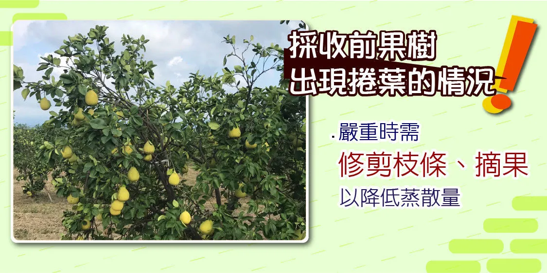 2021年底文旦園區管理建議