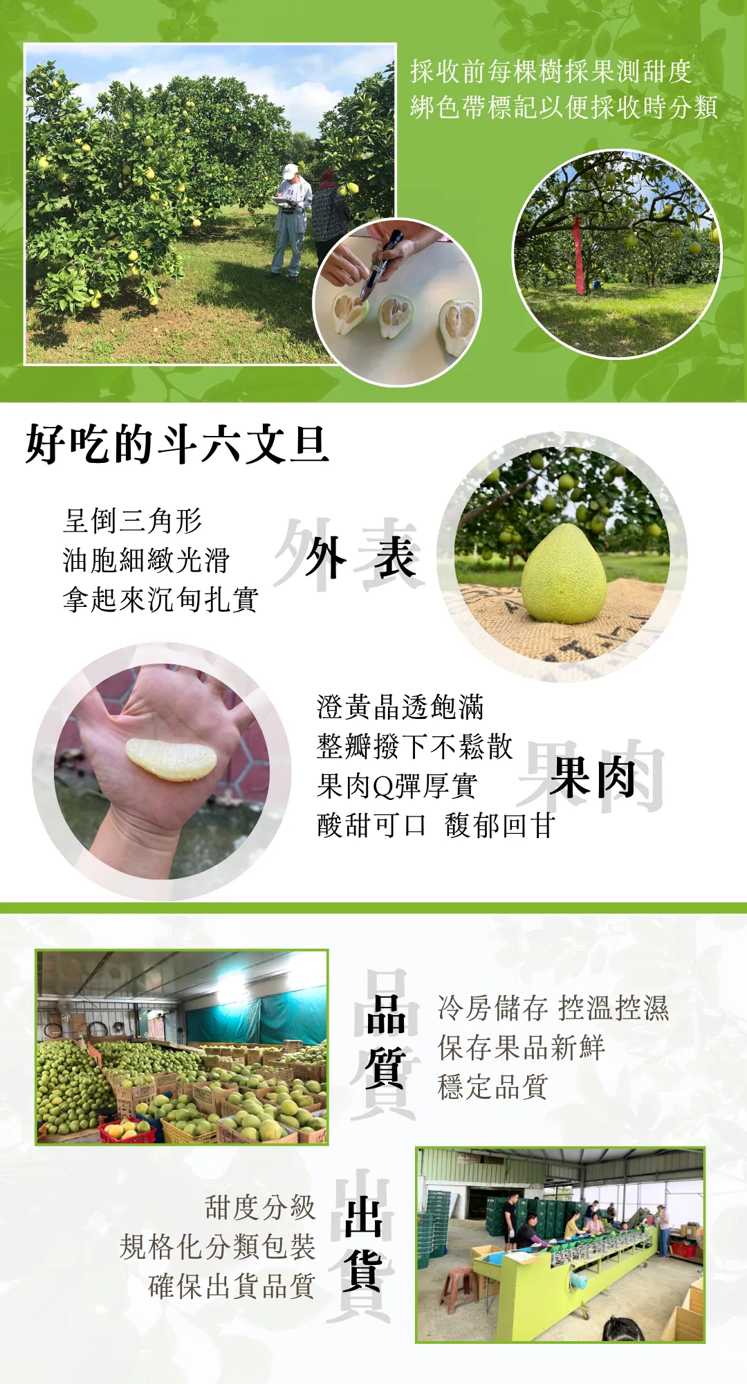大川果園&農滎果彩中秋文旦禮盒
