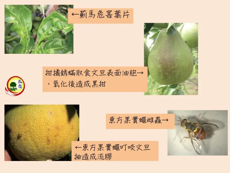 文旦柚常見病蟲害及防治方式簡介