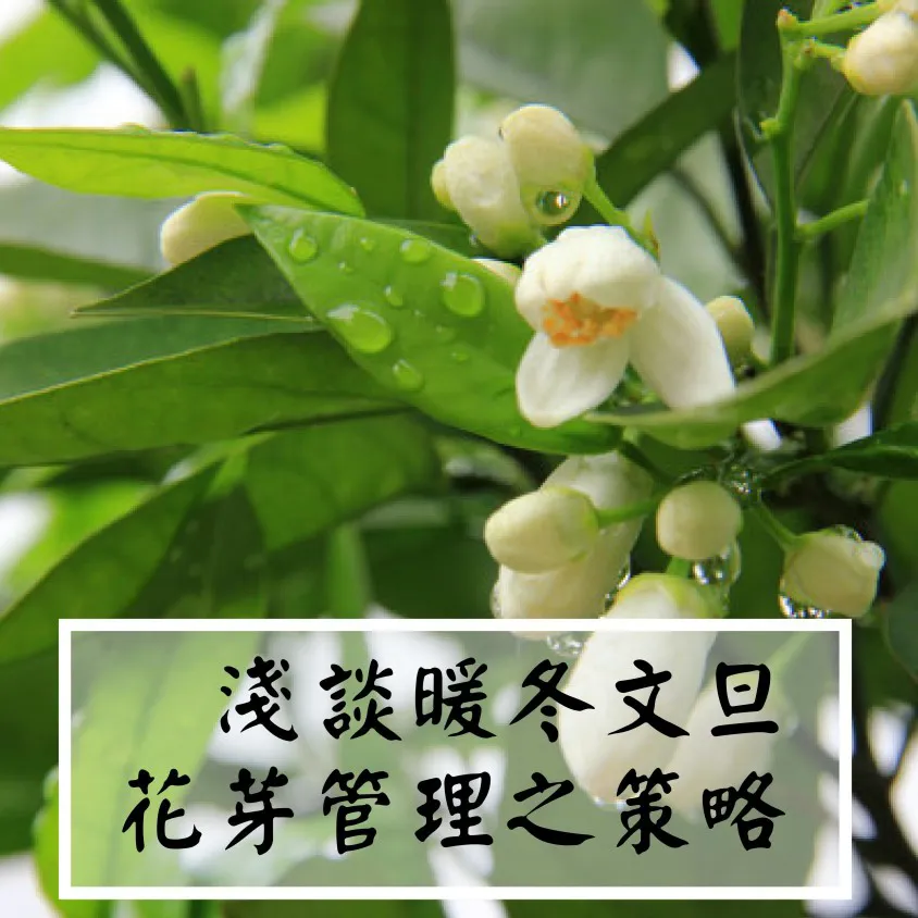 2019年文旦樹在暖冬後的花量不足現象